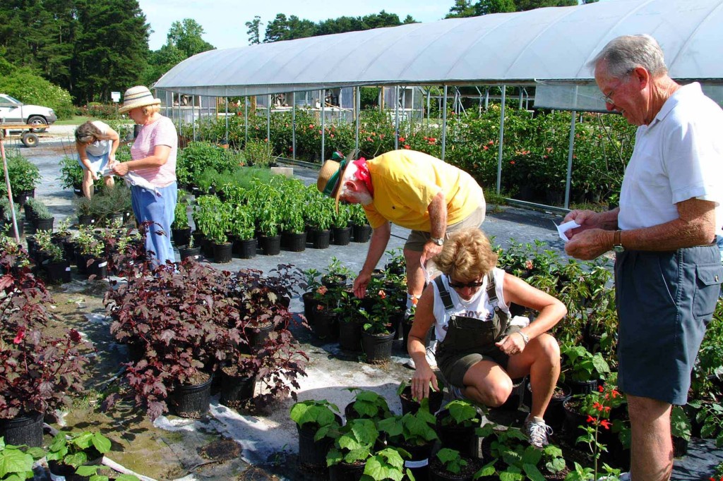 older adult gardening companionship