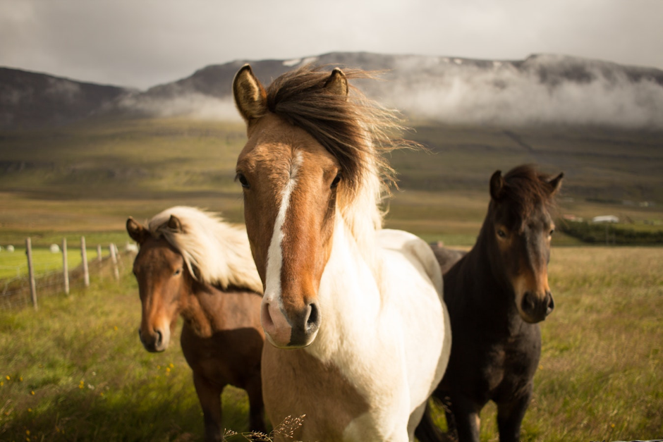 Horseriding in Iceland