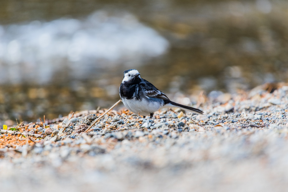 Birdwatching Madeira