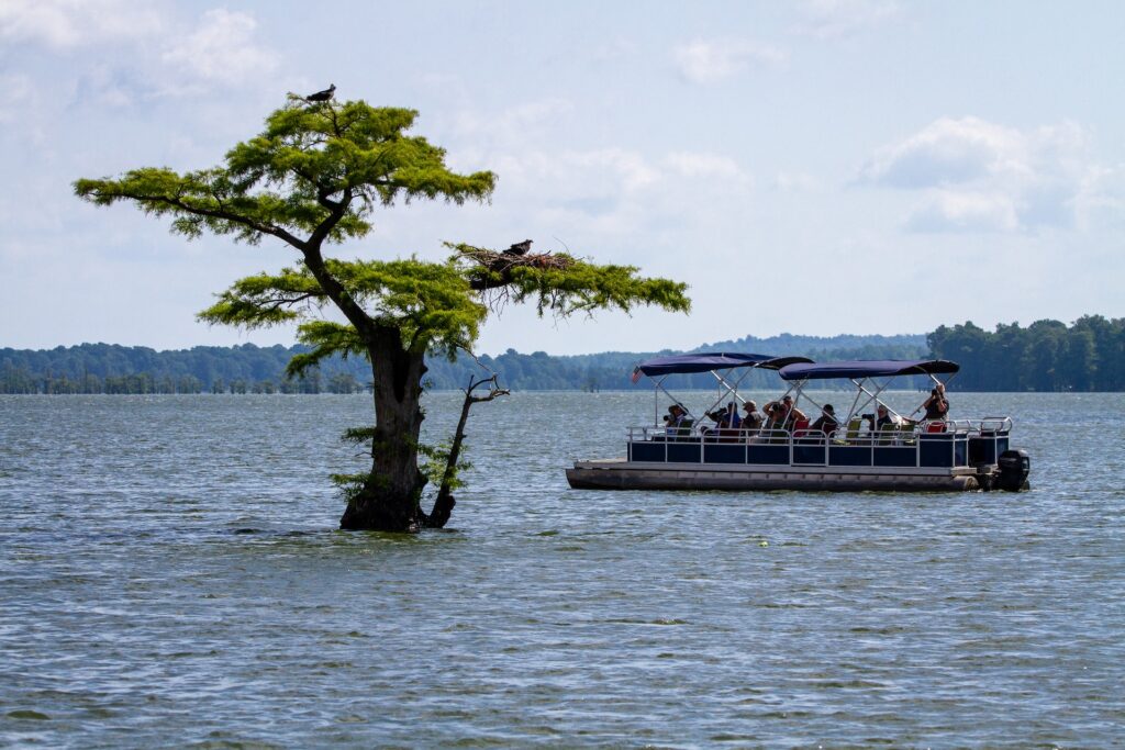Tour group on a boat taking photos of a tree sticking out of the water with birds nesting on it